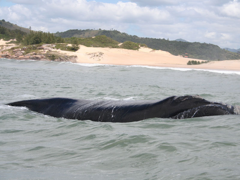 Recanto das Baleias - Baleia Franca