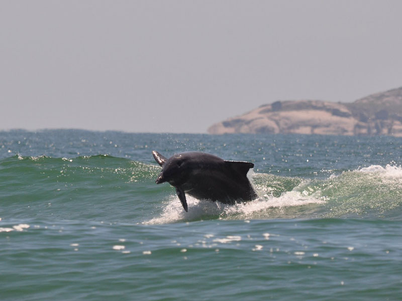 Recanto das Baleias - Golfinhos