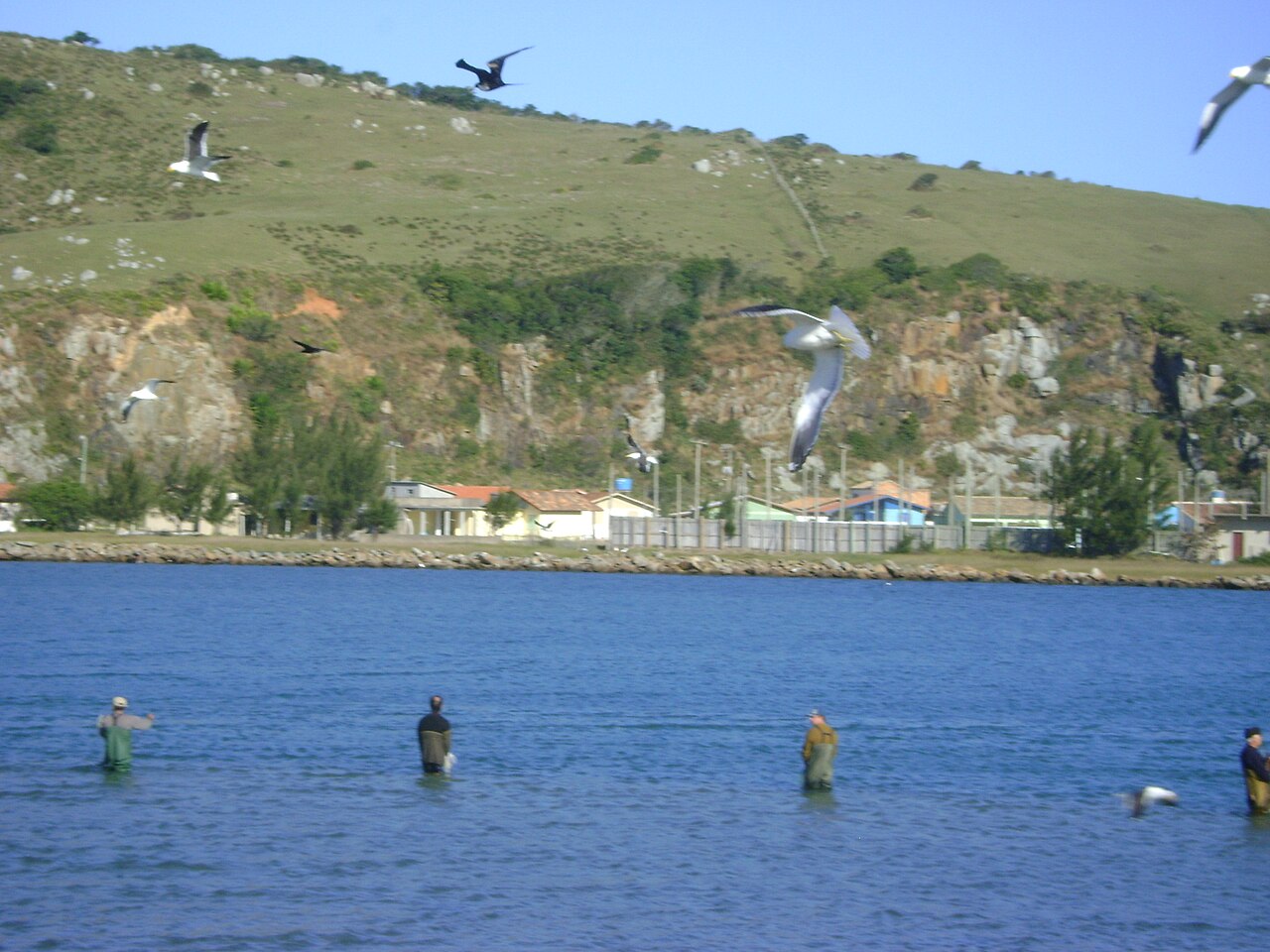 Pesca artesanal da tainha nos Molhes da Barra, Laguna. Registro histórico; a foto não comprova uma interação com botos.