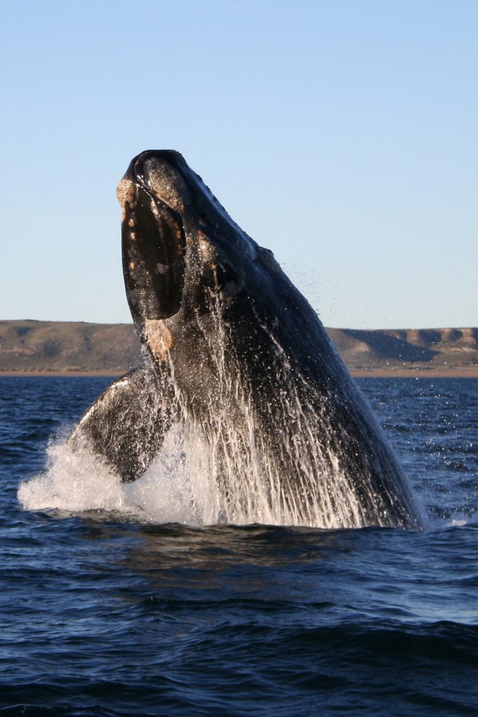 Baleia-franca-austral na Península Valdés, Argentina. Fotografia da espécie; não é registro de Santa Catarina.