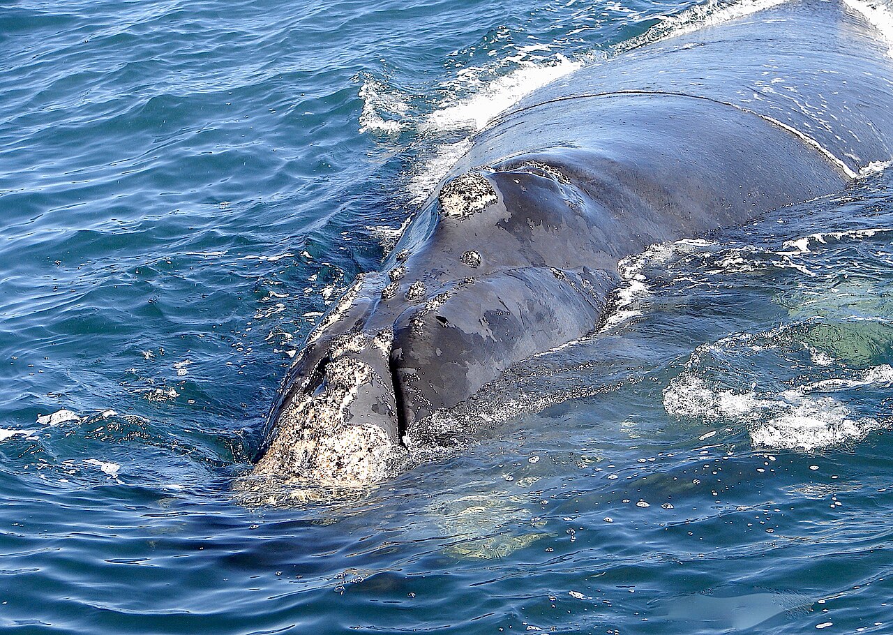 Baleia-franca-austral em Walker Bay, África do Sul. Fotografia da espécie; não é registro de Santa Catarina.