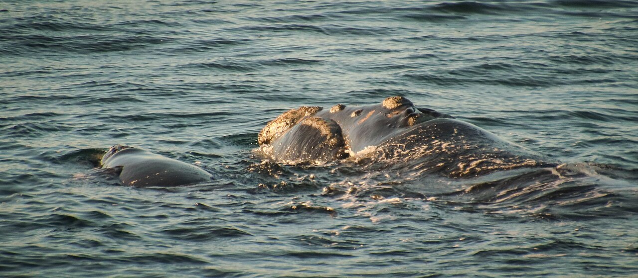 Baleia-franca-austral e filhote em Hermanus, África do Sul. Fotografia da espécie, não do litoral catarinense.